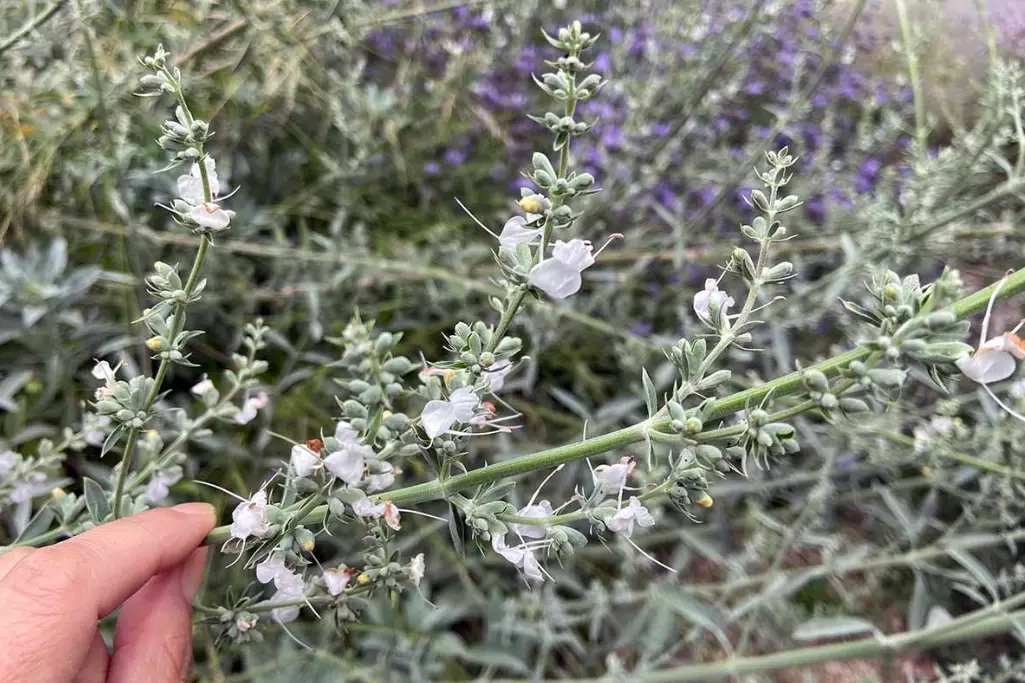 how to get sage to bloom
