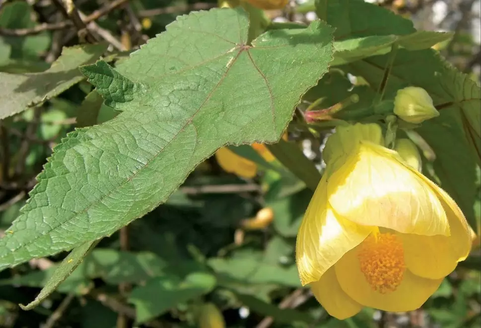 abutilon flower