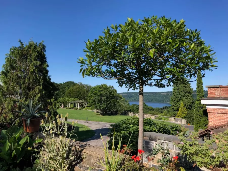 how to grow bay tree how to grow bay tree