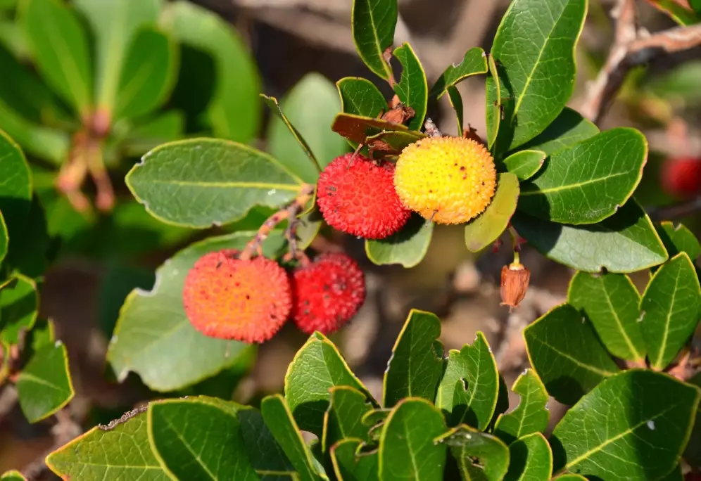 madrone tree problems madrone tree problems