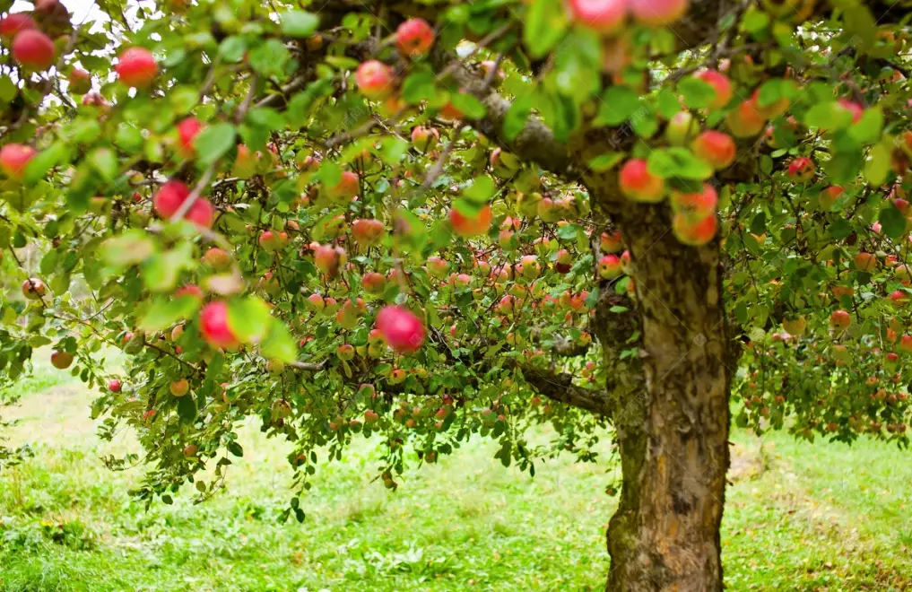 apple tree varieties apple tree varieties