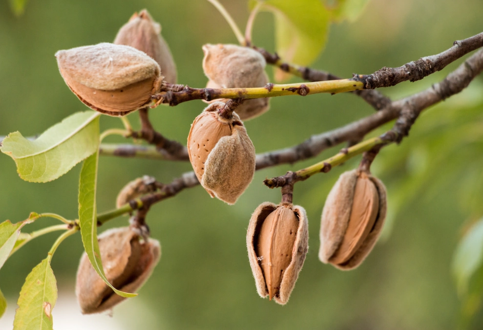 almond tree varieties