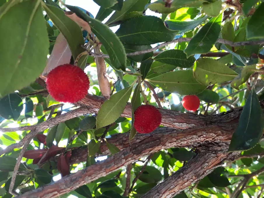 madrone tree problems