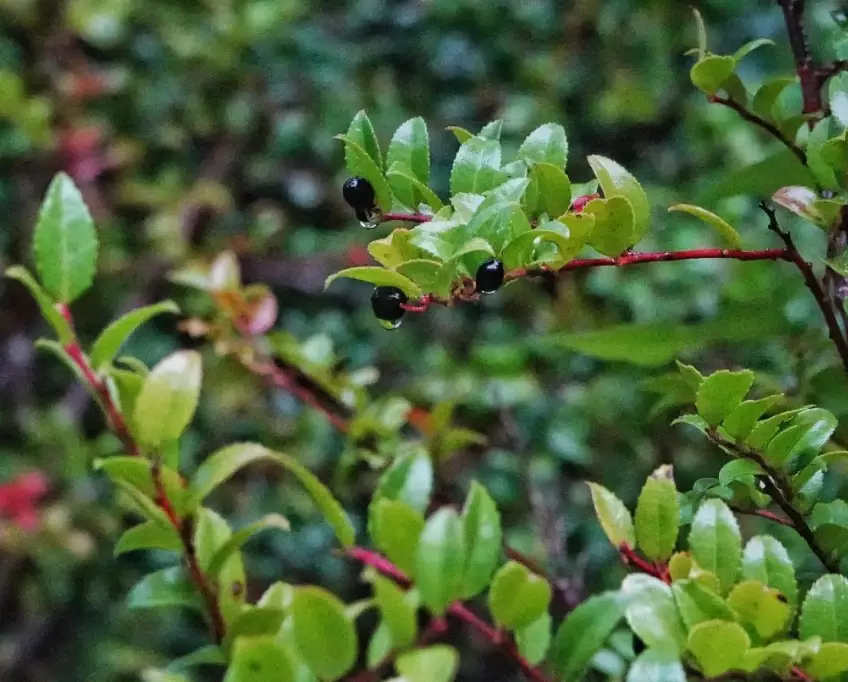 growing evergreen huckleberry growing evergreen huckleberry