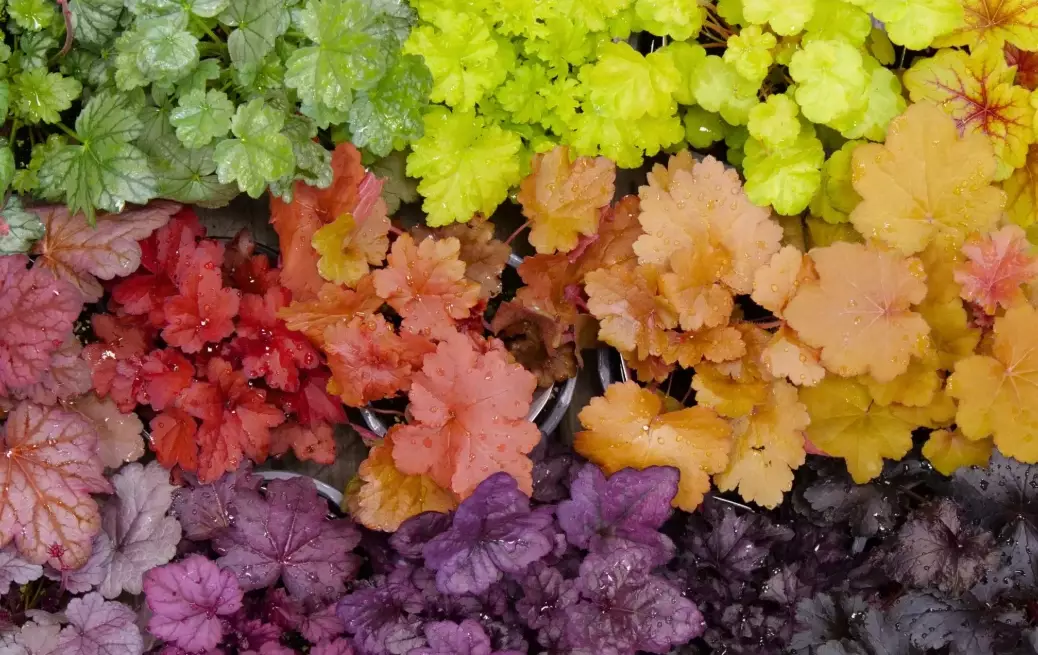 heuchera plant heuchera plant