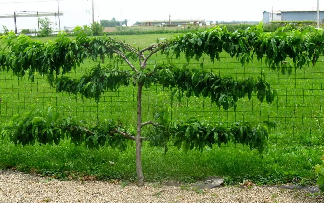 how to espalier fruit trees