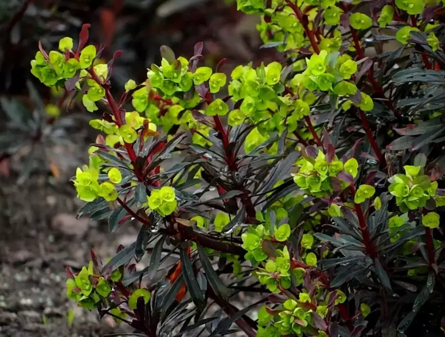 toxic euphorbia toxic euphorbia
