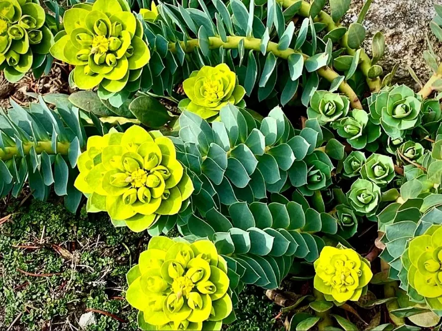 euphorbia plant