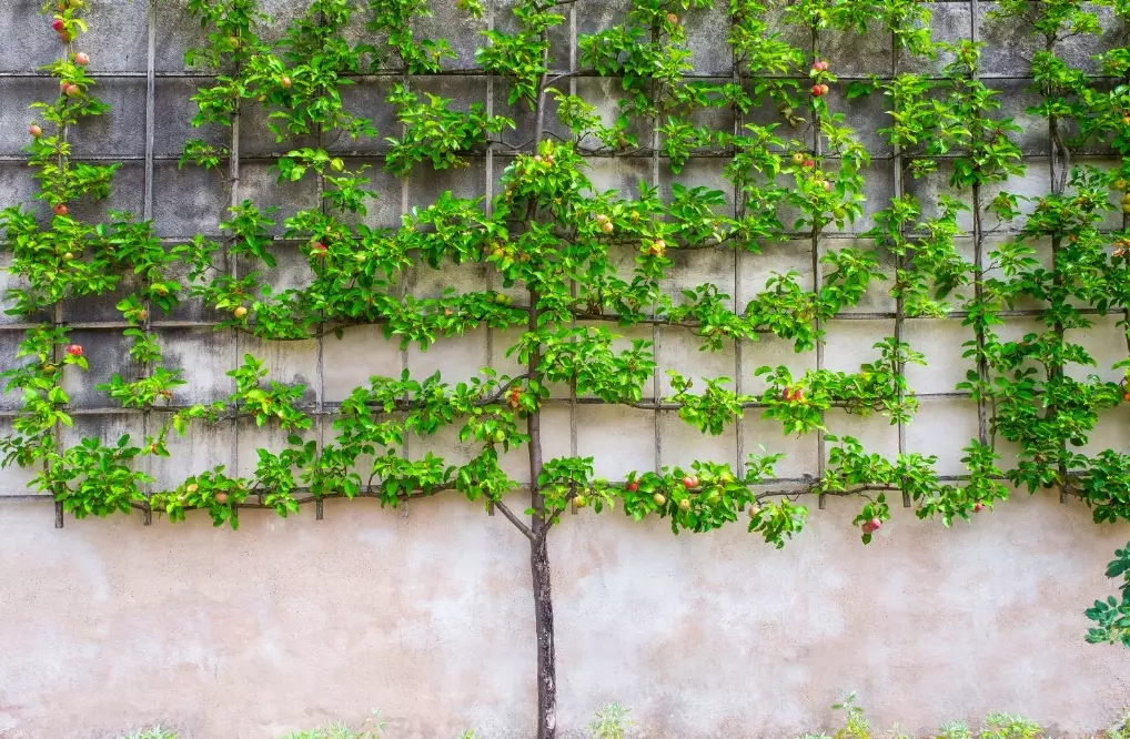 espalier fruit trees