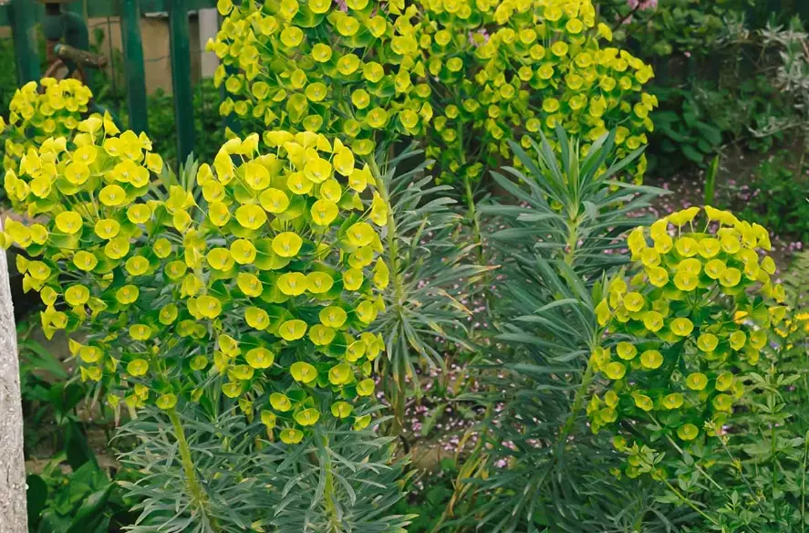 toxic euphorbia toxic euphorbia