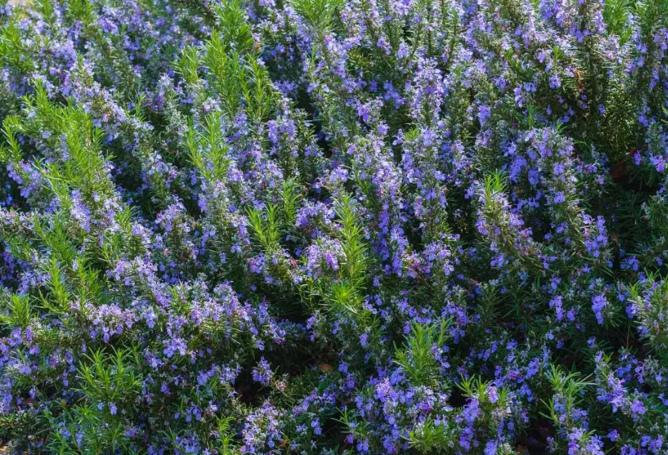 rosemary varieties