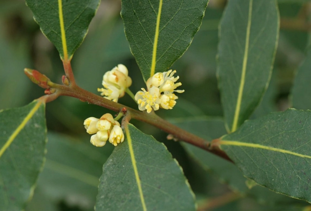 how to grow bay tree how to grow bay tree