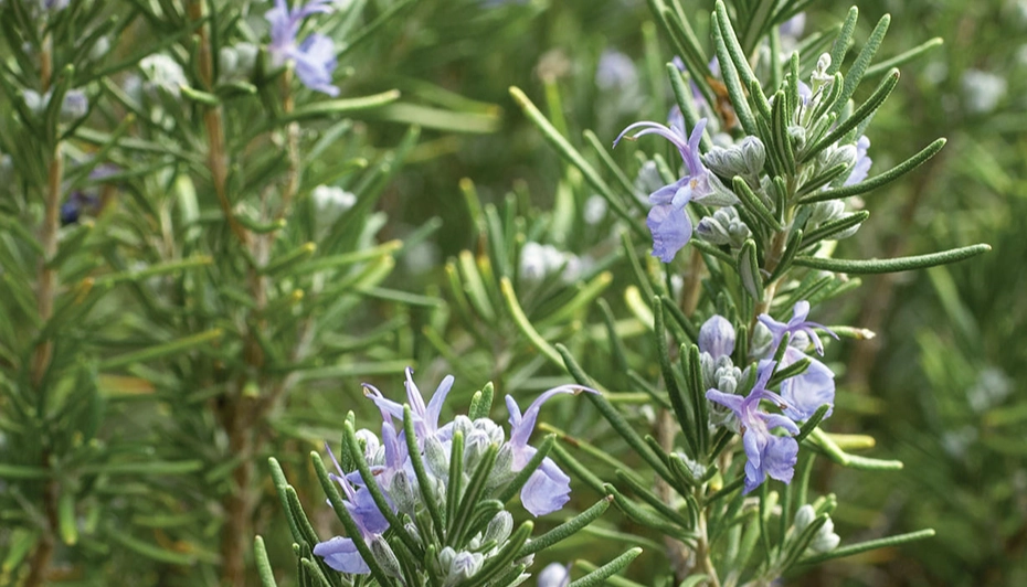 rosemary plant care rosemary plant care