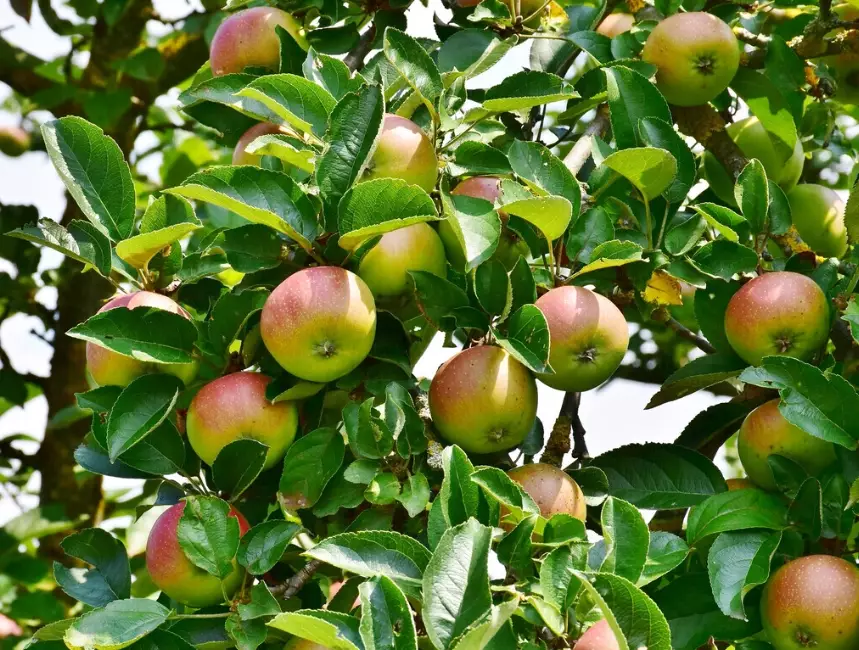 how to grow apple trees how to grow apple trees