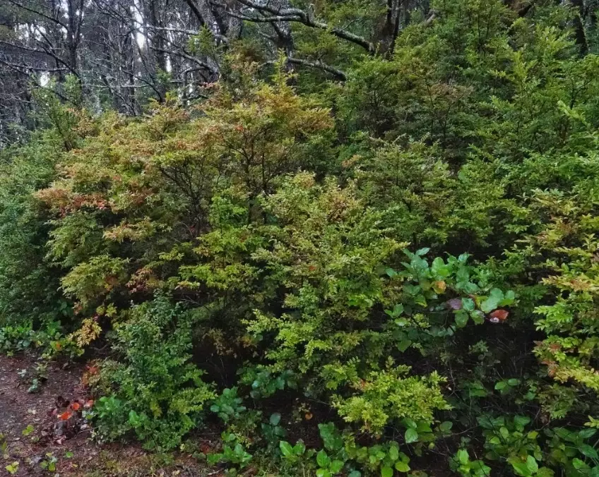 growing evergreen huckleberry growing evergreen huckleberry