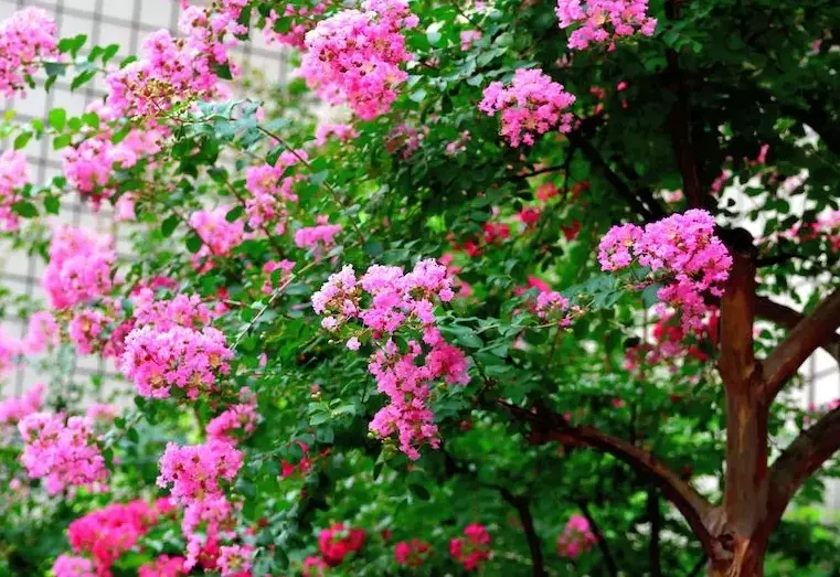 crepe myrtle care crepe myrtle care