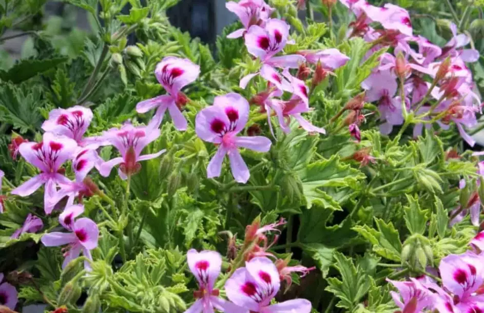 natural mosquito repellent plants natural mosquito repellent plants