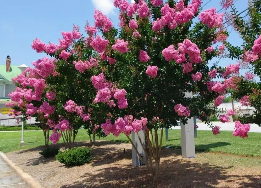 crepe myrtle varieties crepe myrtle varieties