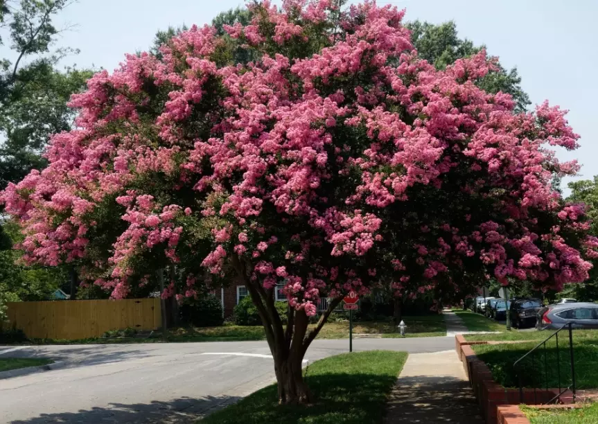 crepe myrtle varieties crepe myrtle varieties