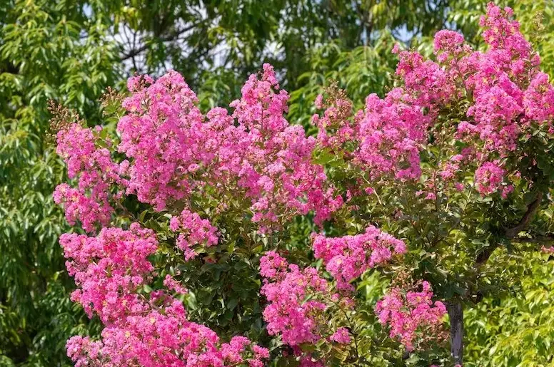 how to prune crepe myrtle how to prune crepe myrtle