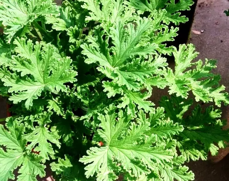 citronella vs lemongrass citronella vs lemongrass