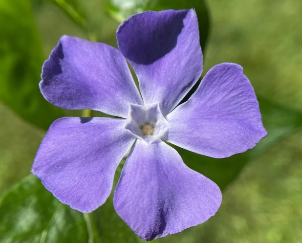 vinca