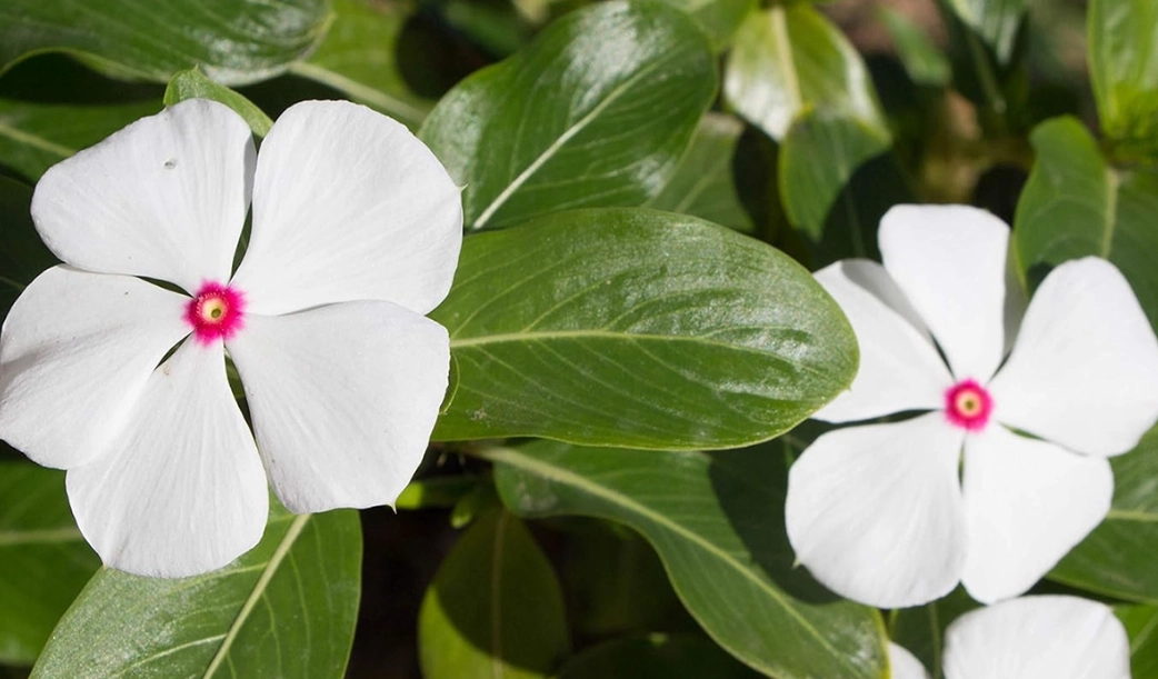 growing vinca minor