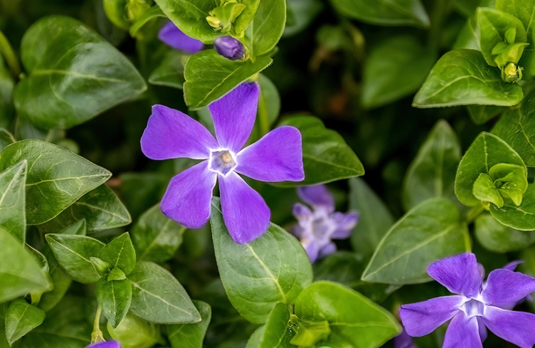 growing vinca minor