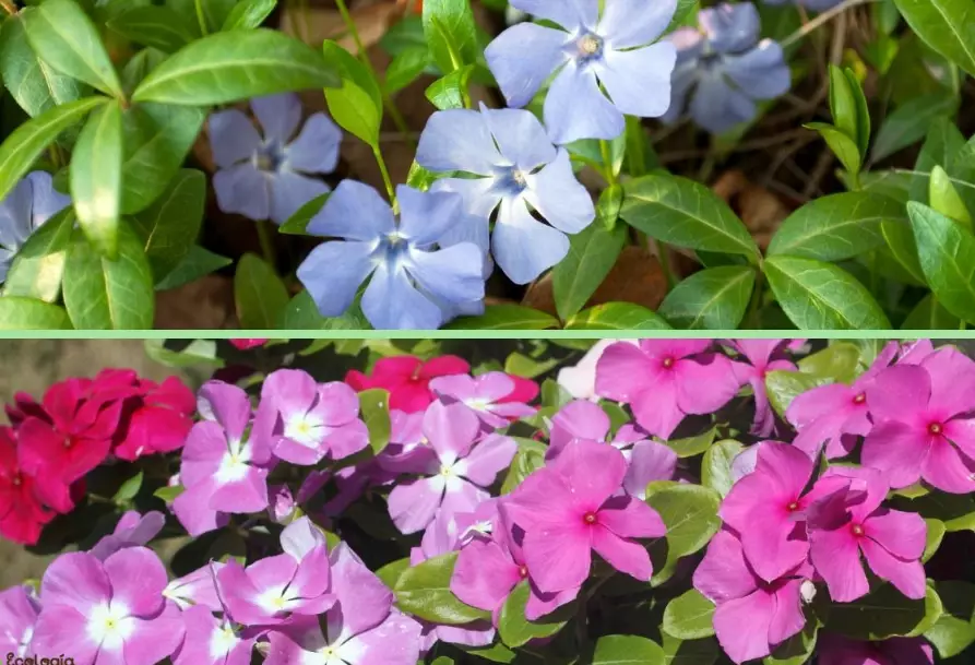 vinca ground cover plants
