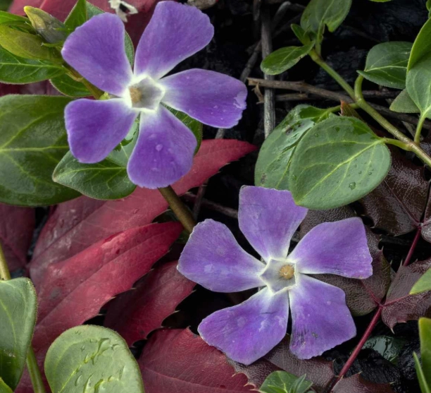 vinca ground cover plants