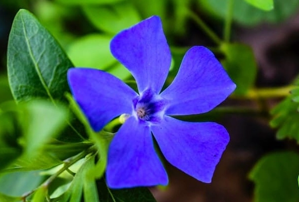 vinca plant care
