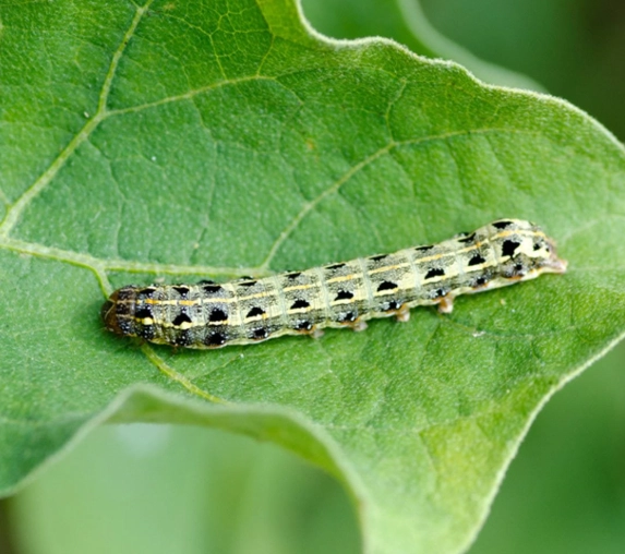 cutworm damage