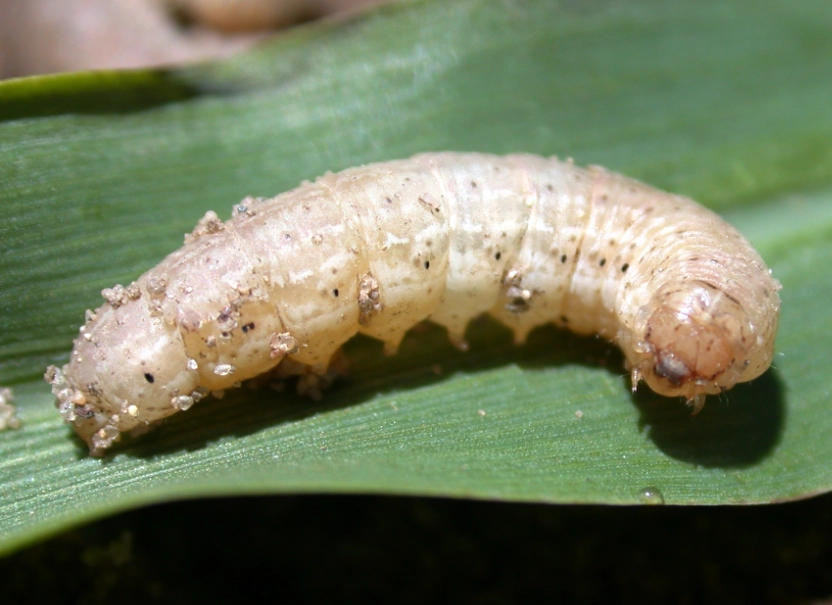 cutworms
