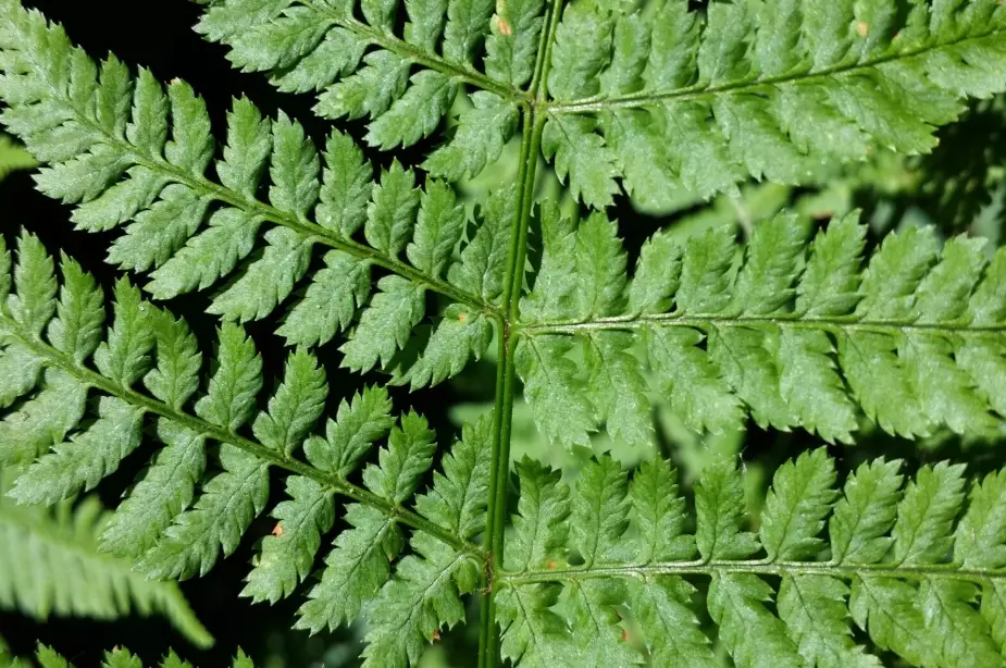 low maintenance ferns