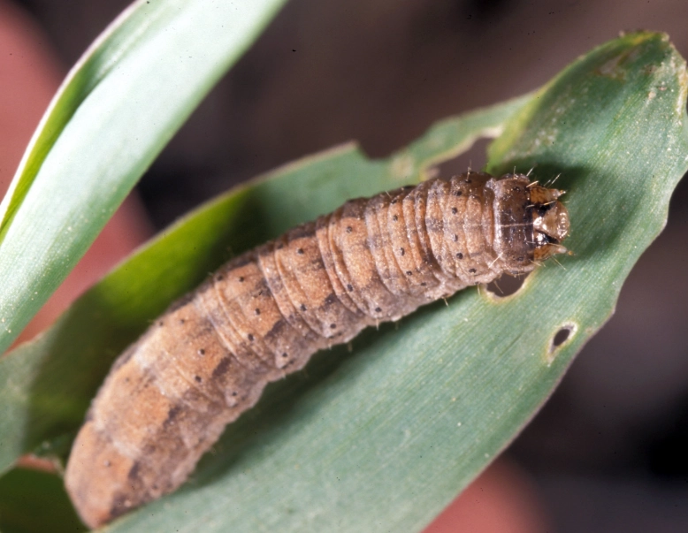how to get rid of cutworms