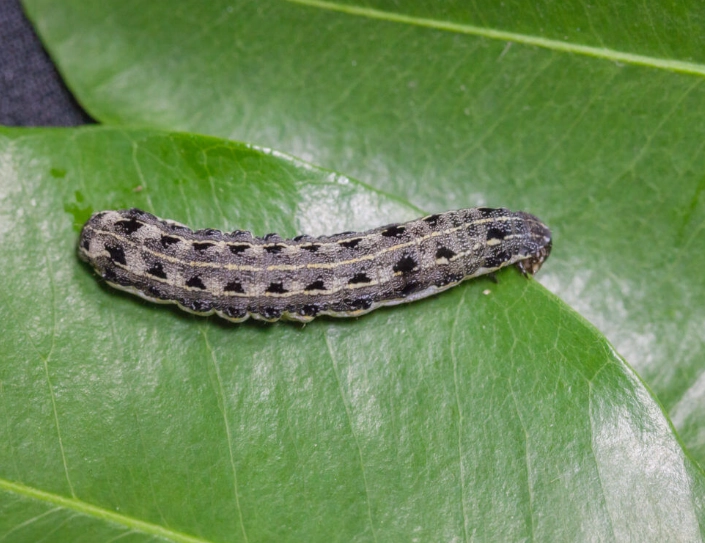 how to get rid of cutworms
