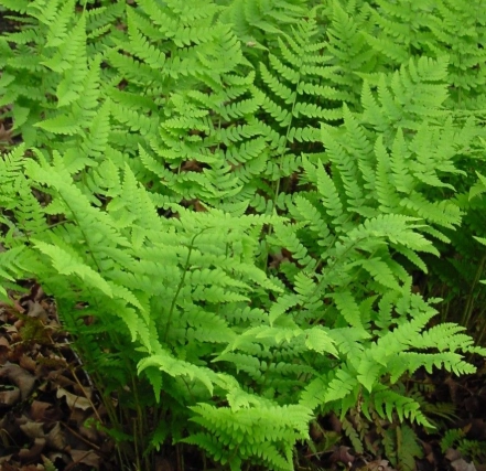 shade plants