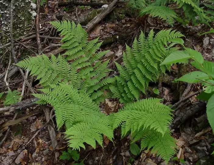 wood fern