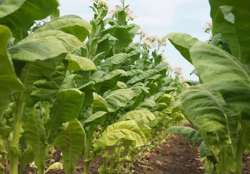 growing tobacco