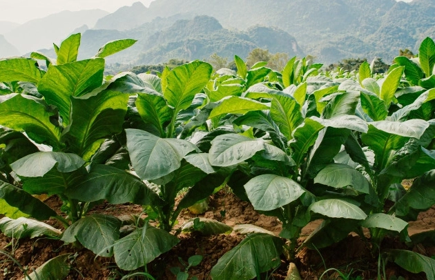 tobacco plant care