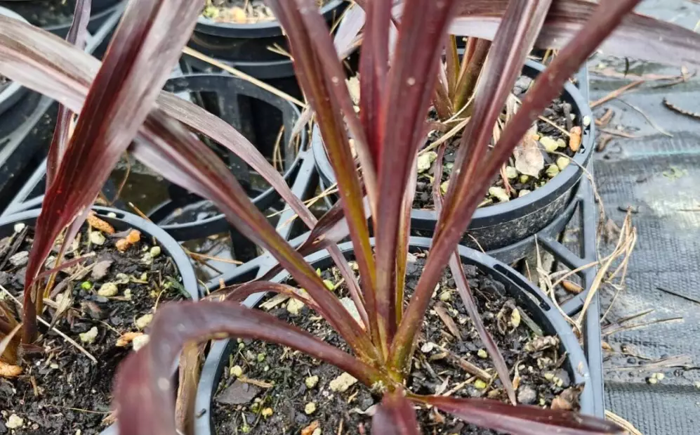 how to grow flax NZ