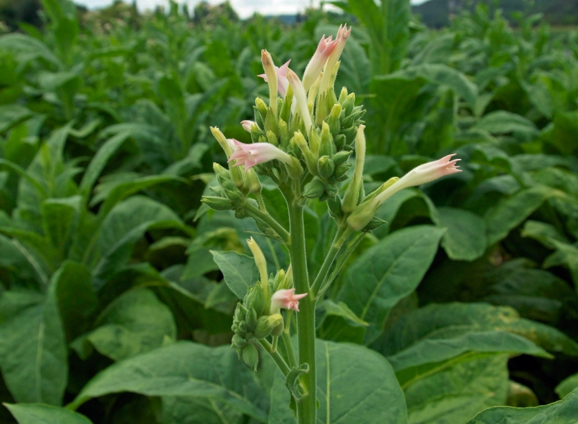 nicotiana tabacum