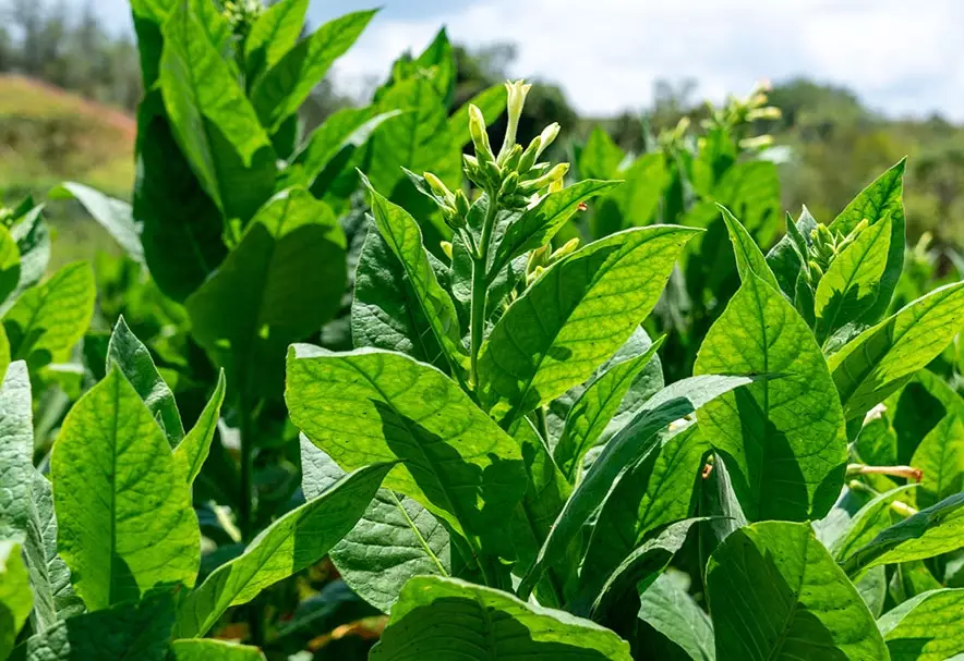 tobacco plant
