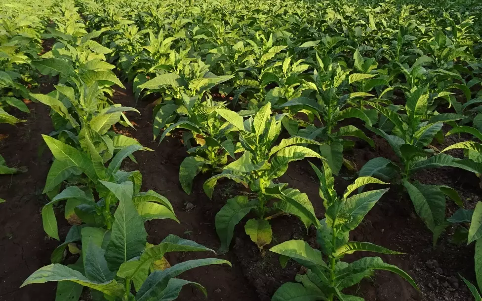 growing tobacco