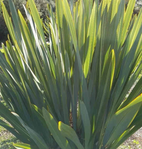 how to grow flax NZ