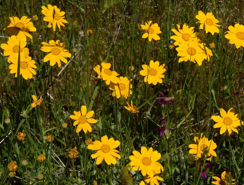 yellow wildflower ground cover
