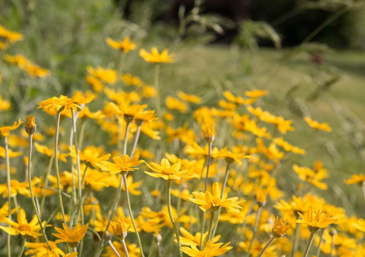 yellow wildflower ground cover