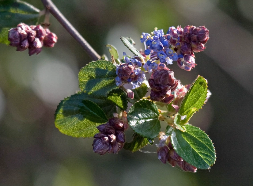 wild lilac