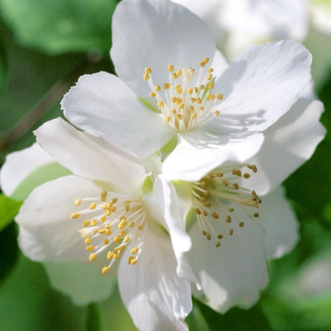 philadelphus lewisii