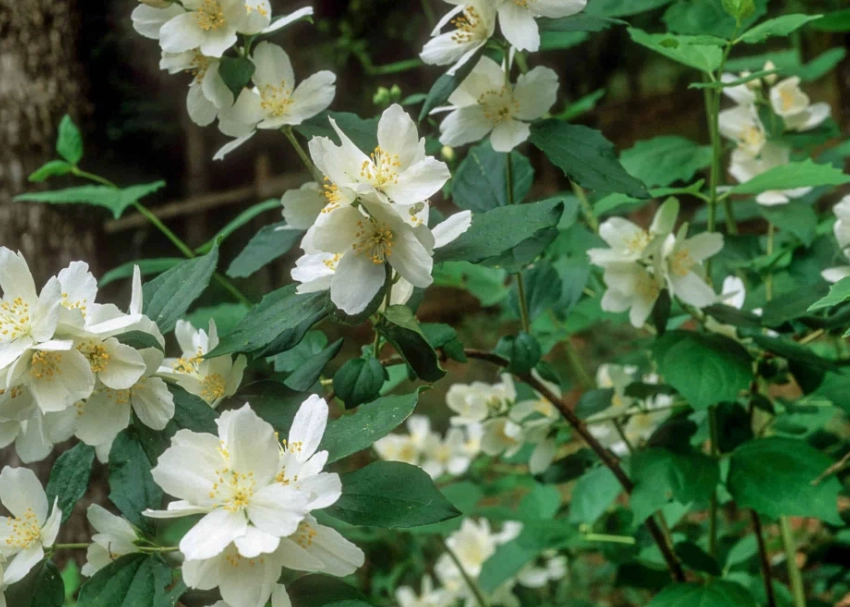 Lewis' mock orange care